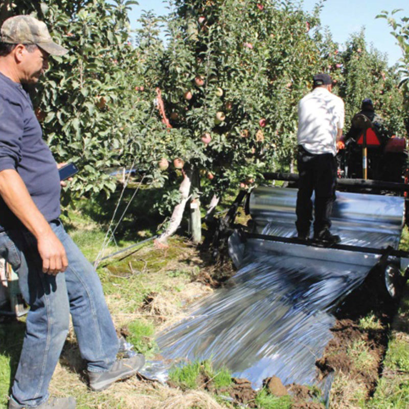 Apple Tree Film
